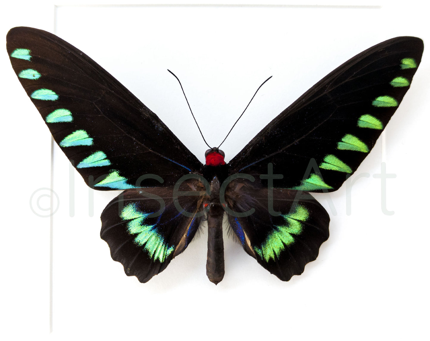 Trogonoptera trojana ♂  Schmetterling InsectArt