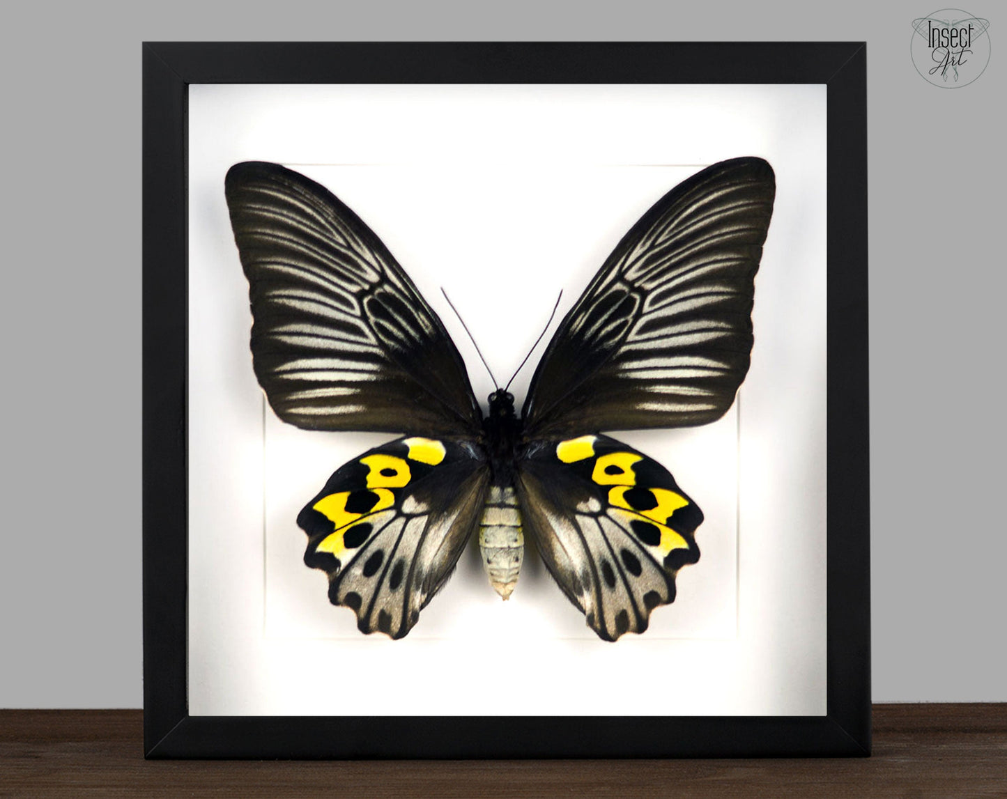 Troides hypolitus ♀  Schmetterling InsectArt