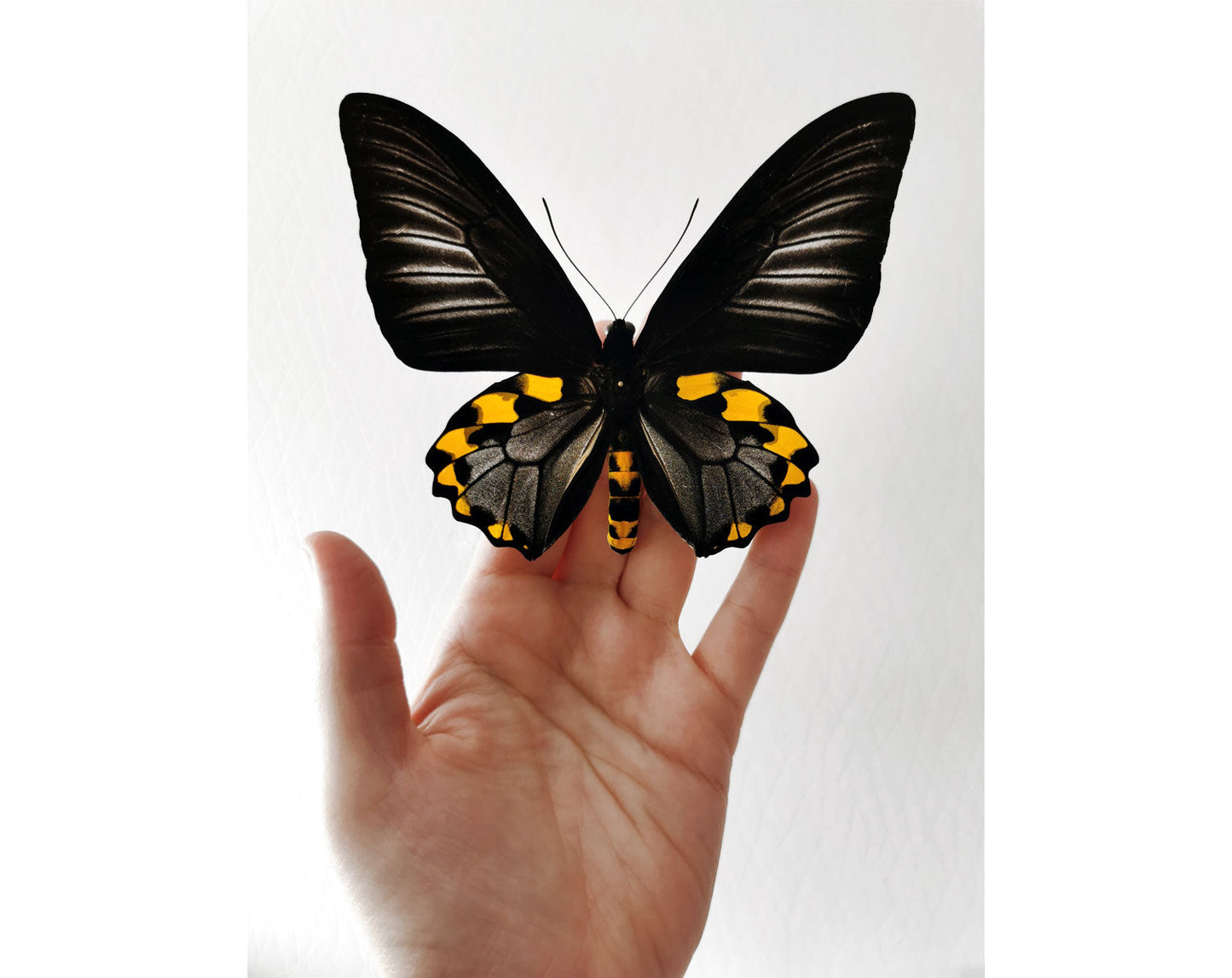 Troides hypolitus ♂  Schmetterling InsectArt