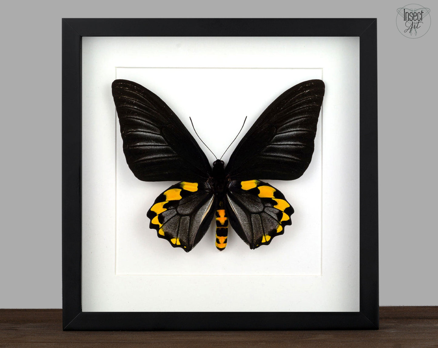 Troides hypolitus ♂  Schmetterling InsectArt