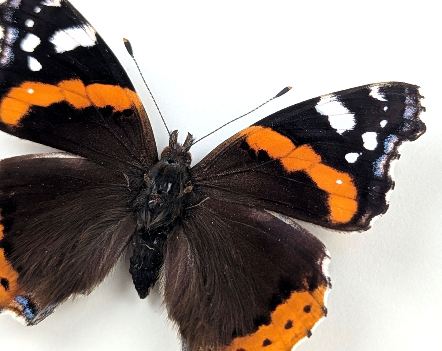 Vanessa atalanta "Admiral"  Schmetterling im Rahmen InsectArt