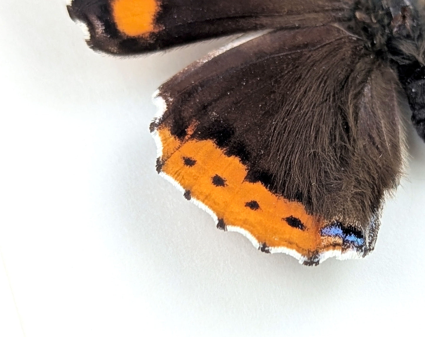 Vanessa atalanta "Admiral"  Schmetterling im Rahmen InsectArt
