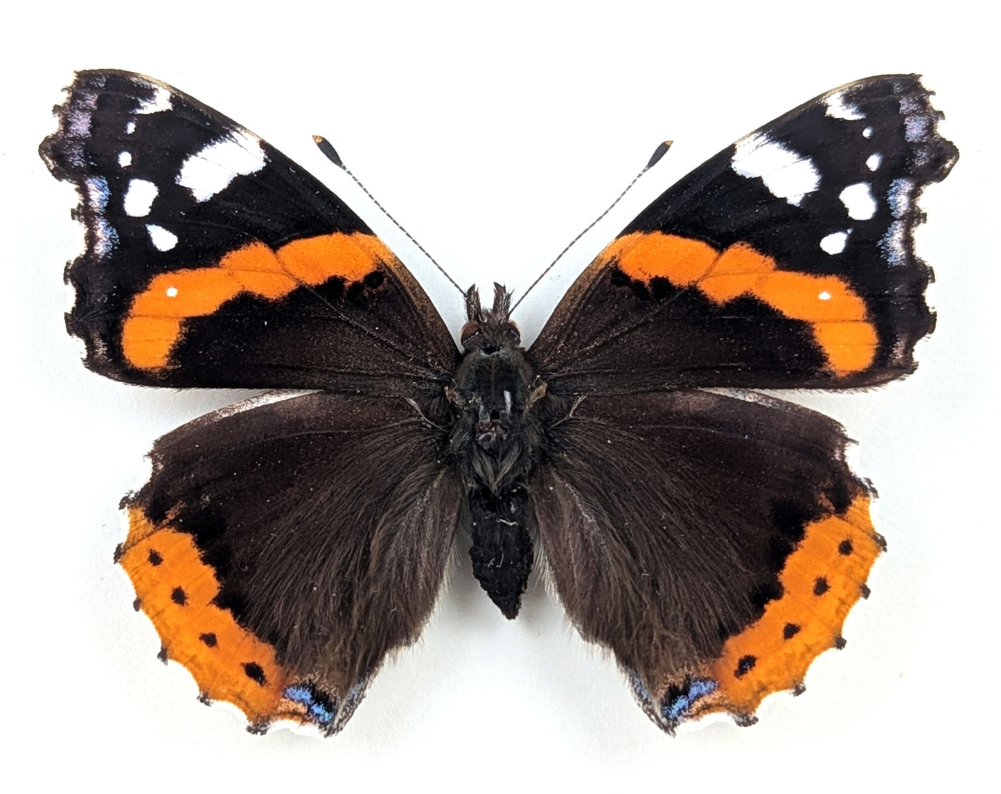 Vanessa atalanta "Admiral"  Schmetterling im Rahmen InsectArt