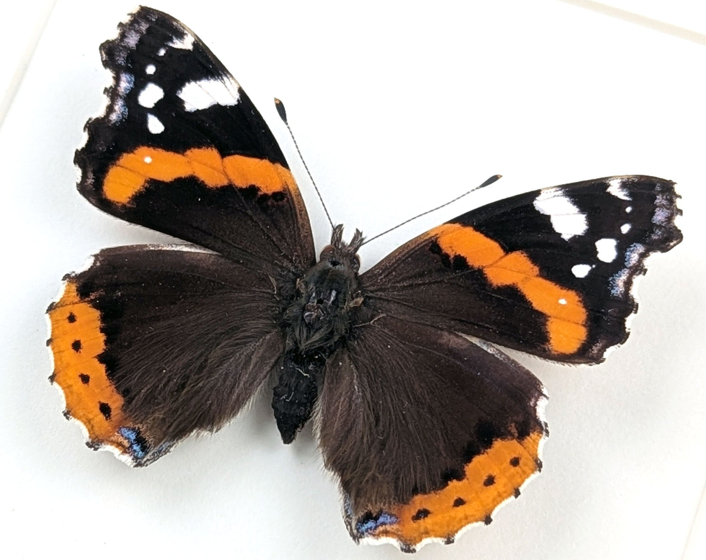 Vanessa atalanta "Admiral"  Schmetterling im Rahmen InsectArt