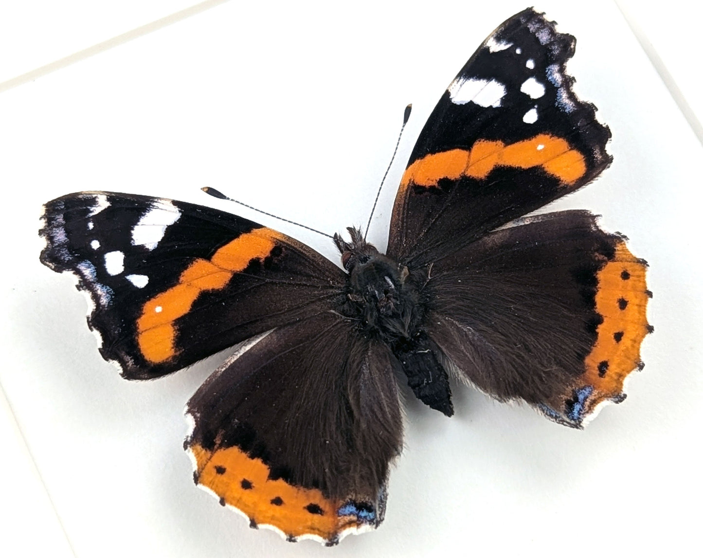Vanessa atalanta "Admiral"  Schmetterling im Rahmen InsectArt