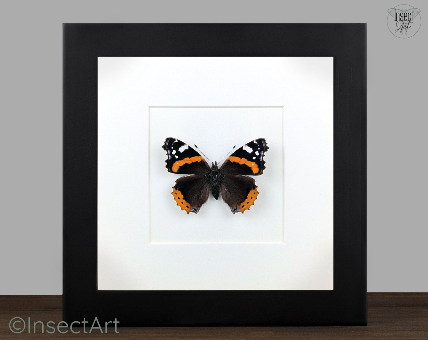 Vanessa atalanta "Admiral"  Schmetterling im Rahmen InsectArt