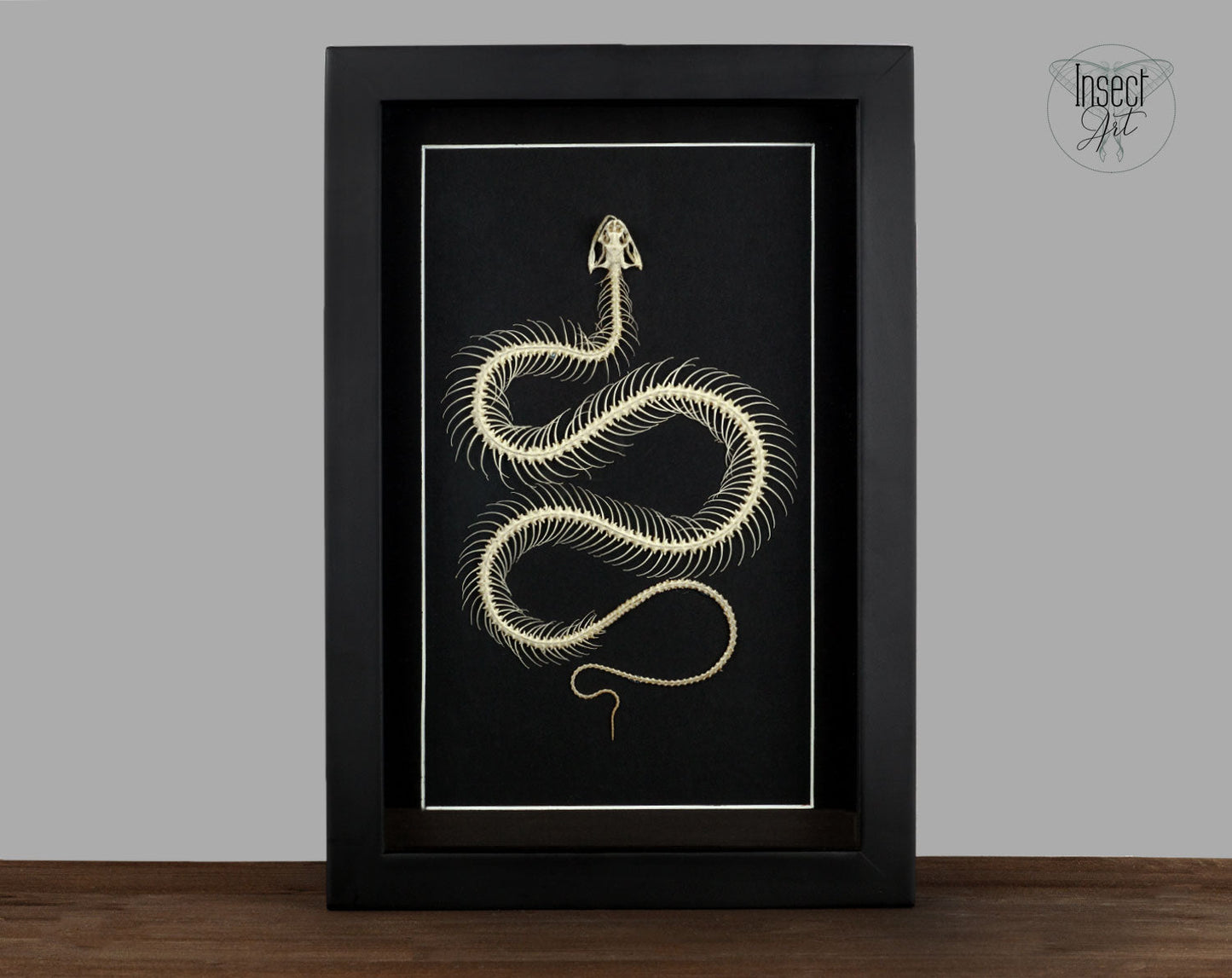 Hypsiscopus plumbea  Schlange InsectArt