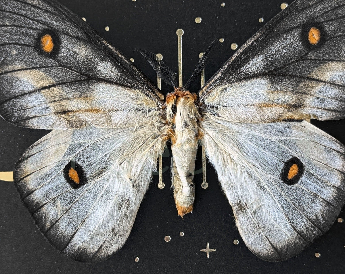 Real framed moth, moth Ceranchia apollina male with stars