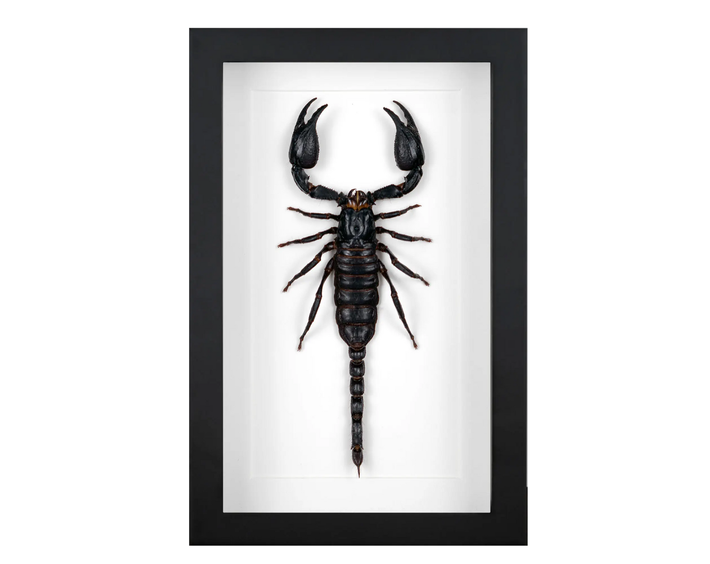 Andere Insekten im Rahmen - InsectArt