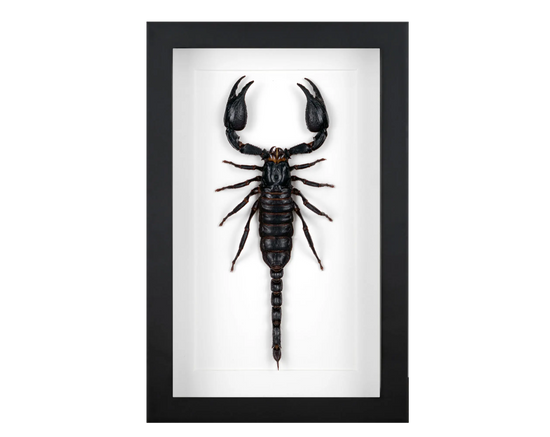 Andere Insekten im Rahmen - InsectArt