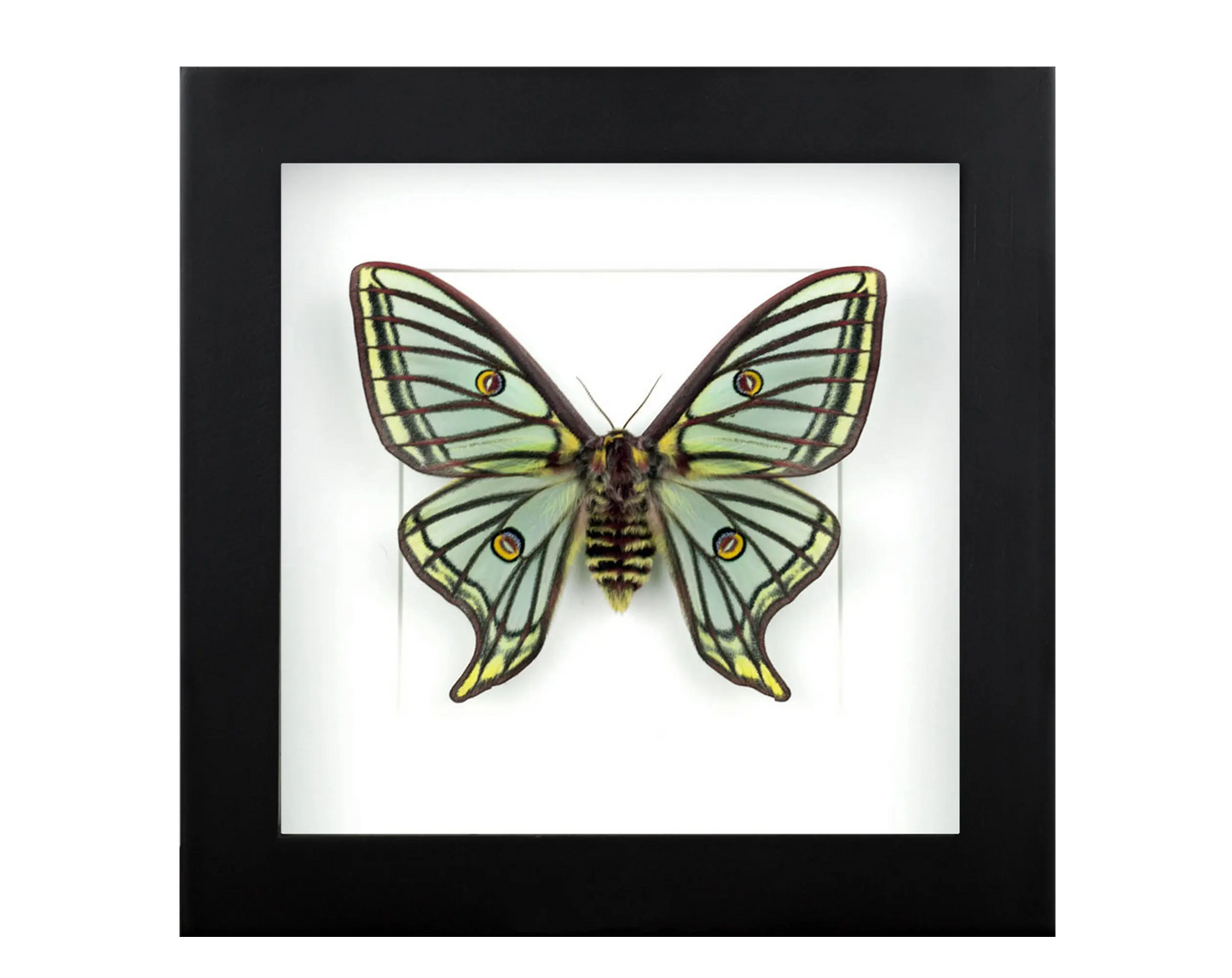 Nachtfalter im Rahmen - InsectArt