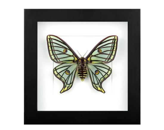 Nachtfalter im Rahmen - InsectArt
