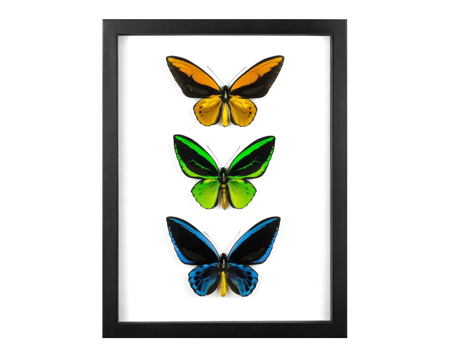 Made to order - InsectArt