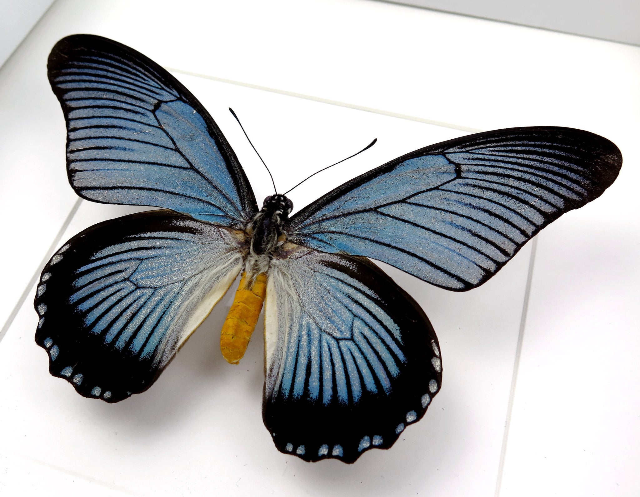 Papilio zalmoxis ♂  Schmetterling InsectArt