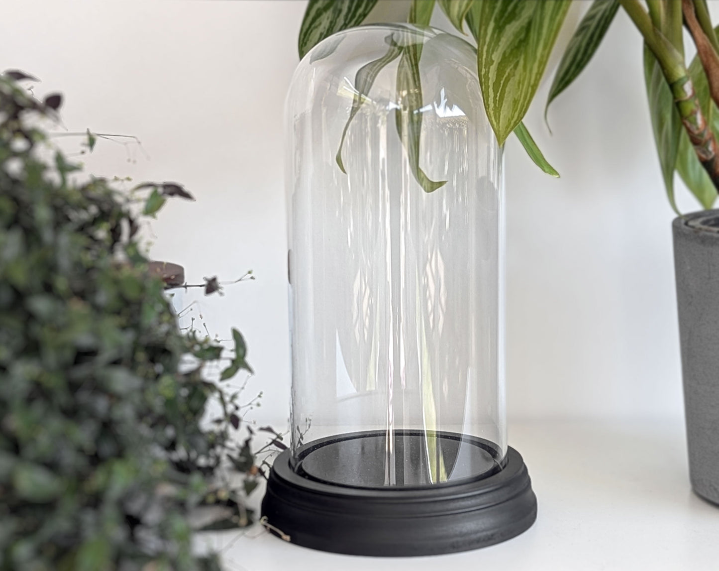 Glasdome, verschiedene Größen - InsectArt Glasdom