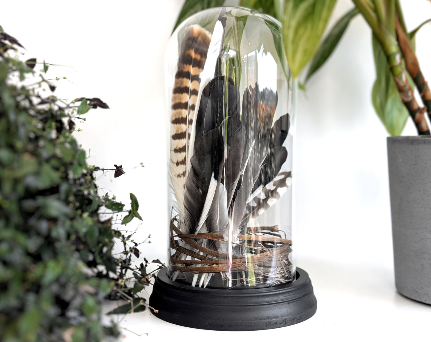 Glasdome, verschiedene Größen - InsectArt Glasdom