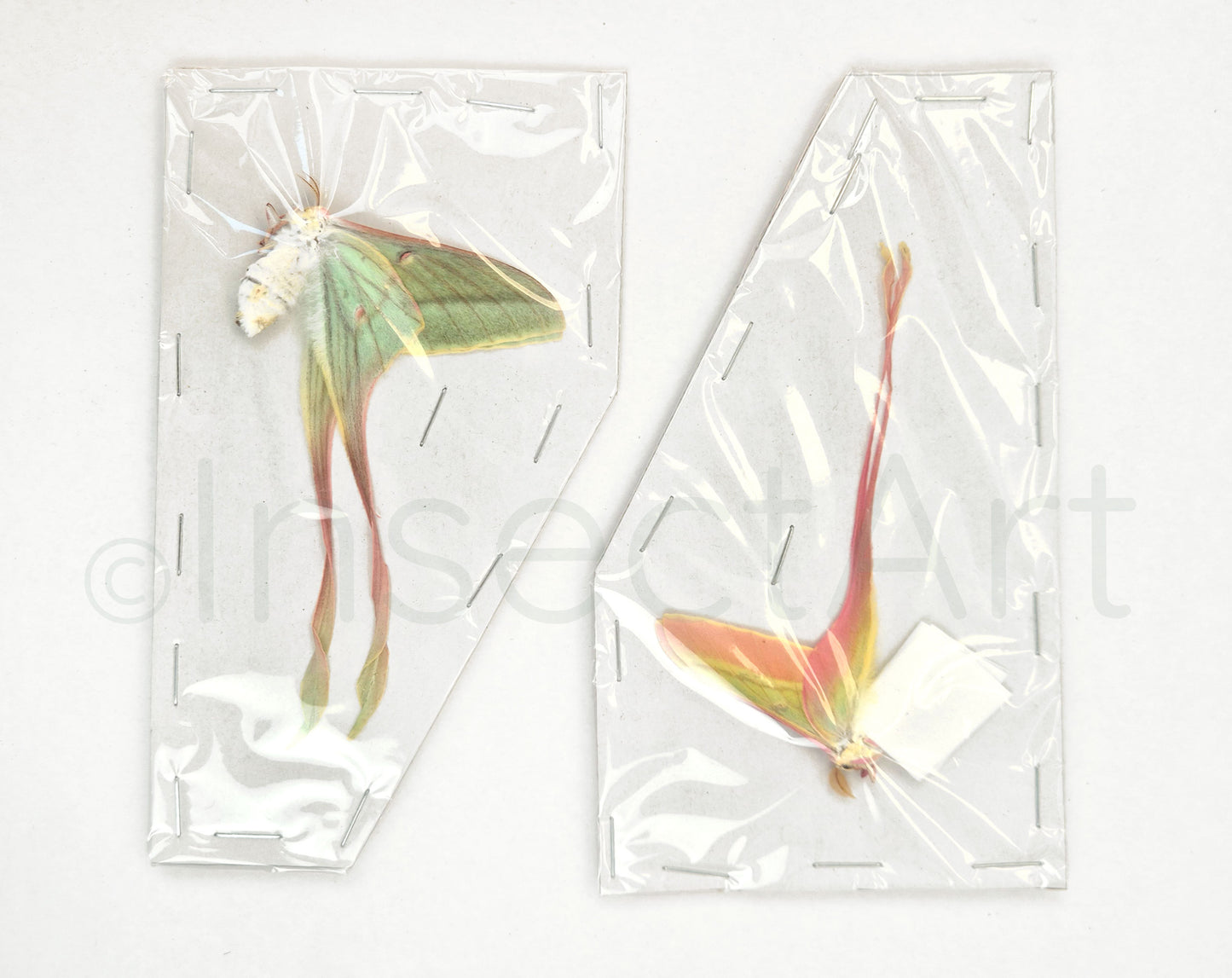 1x pair Actias dubernardi