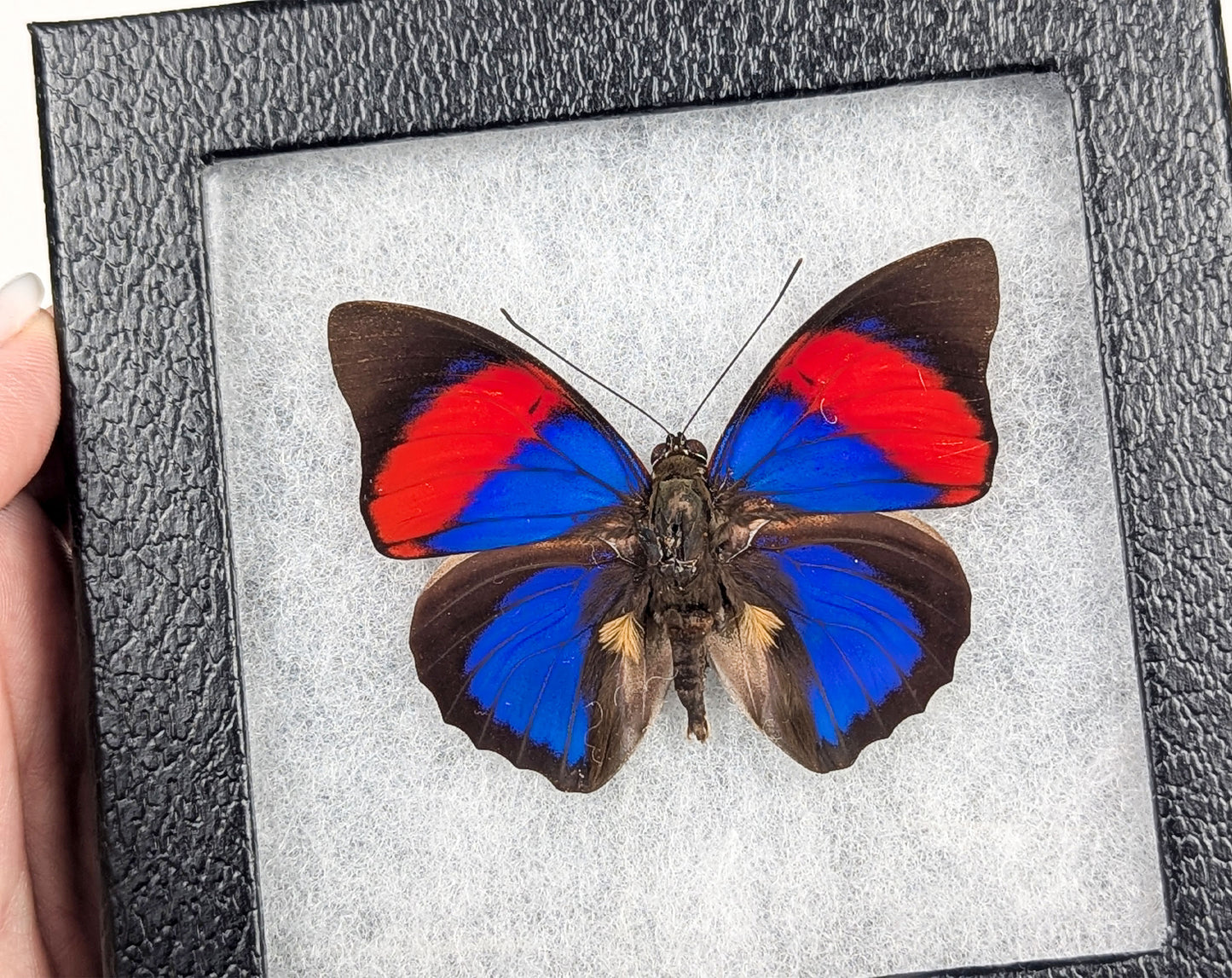 Agrias narcissus ♂ präpariert & genadelt