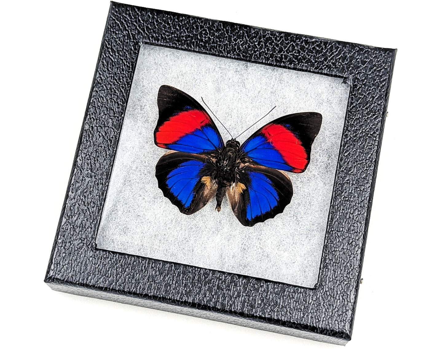 Agrias narcissus ♂ präpariert & genadelt