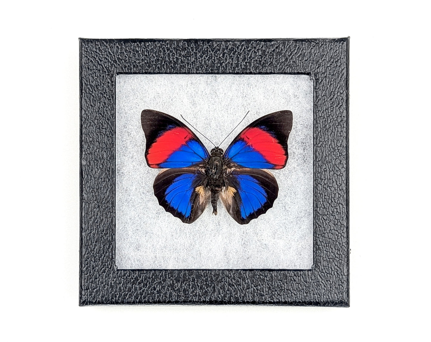 Agrias narcissus ♂ präpariert & genadelt