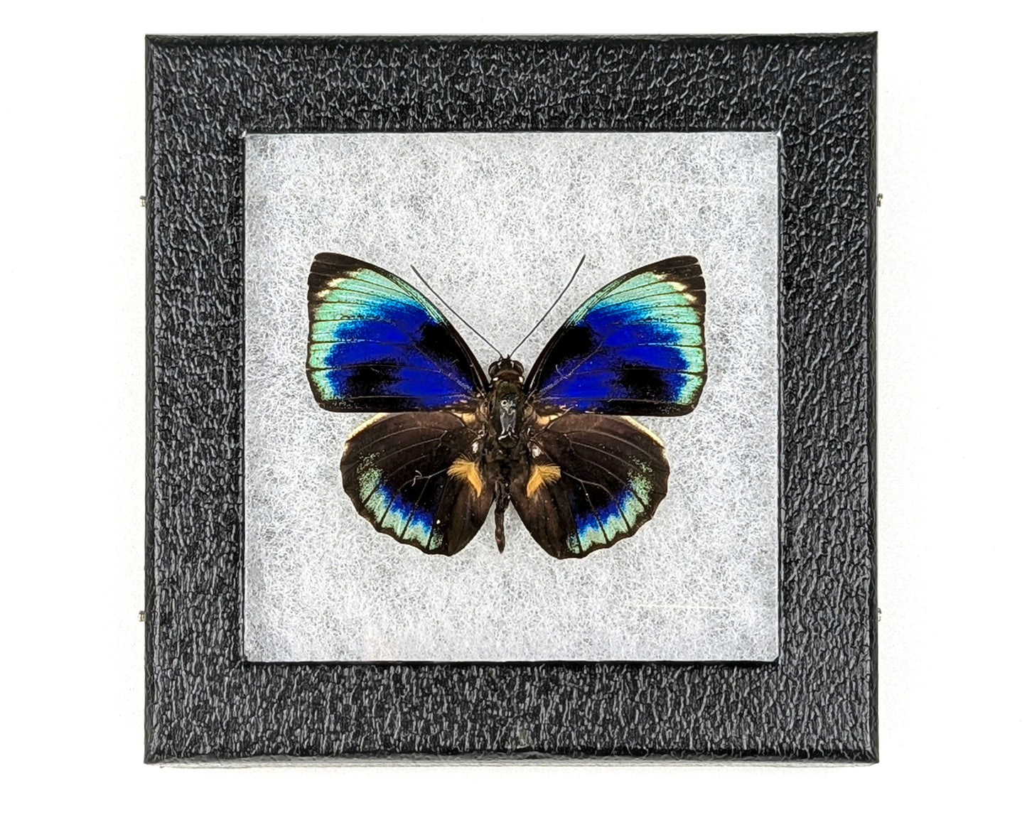 Agrias phalcidon phalcidon ♂ präpariert & genadelt