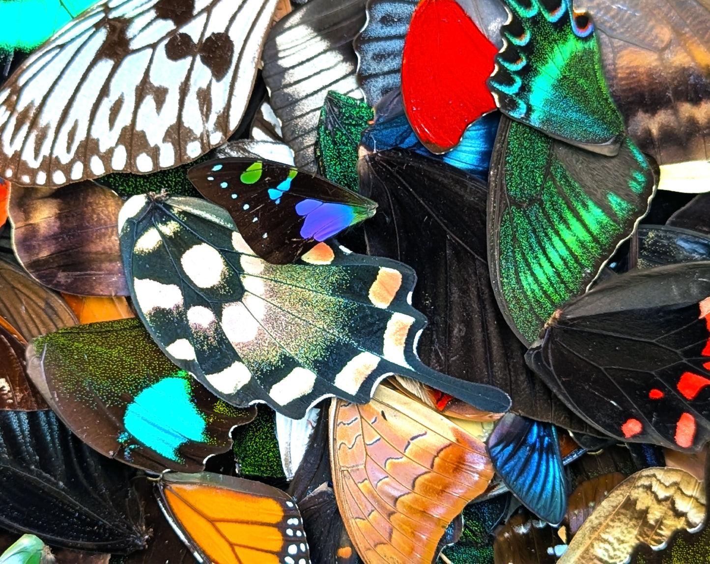 Lose Schmetterlingsflügel im Set