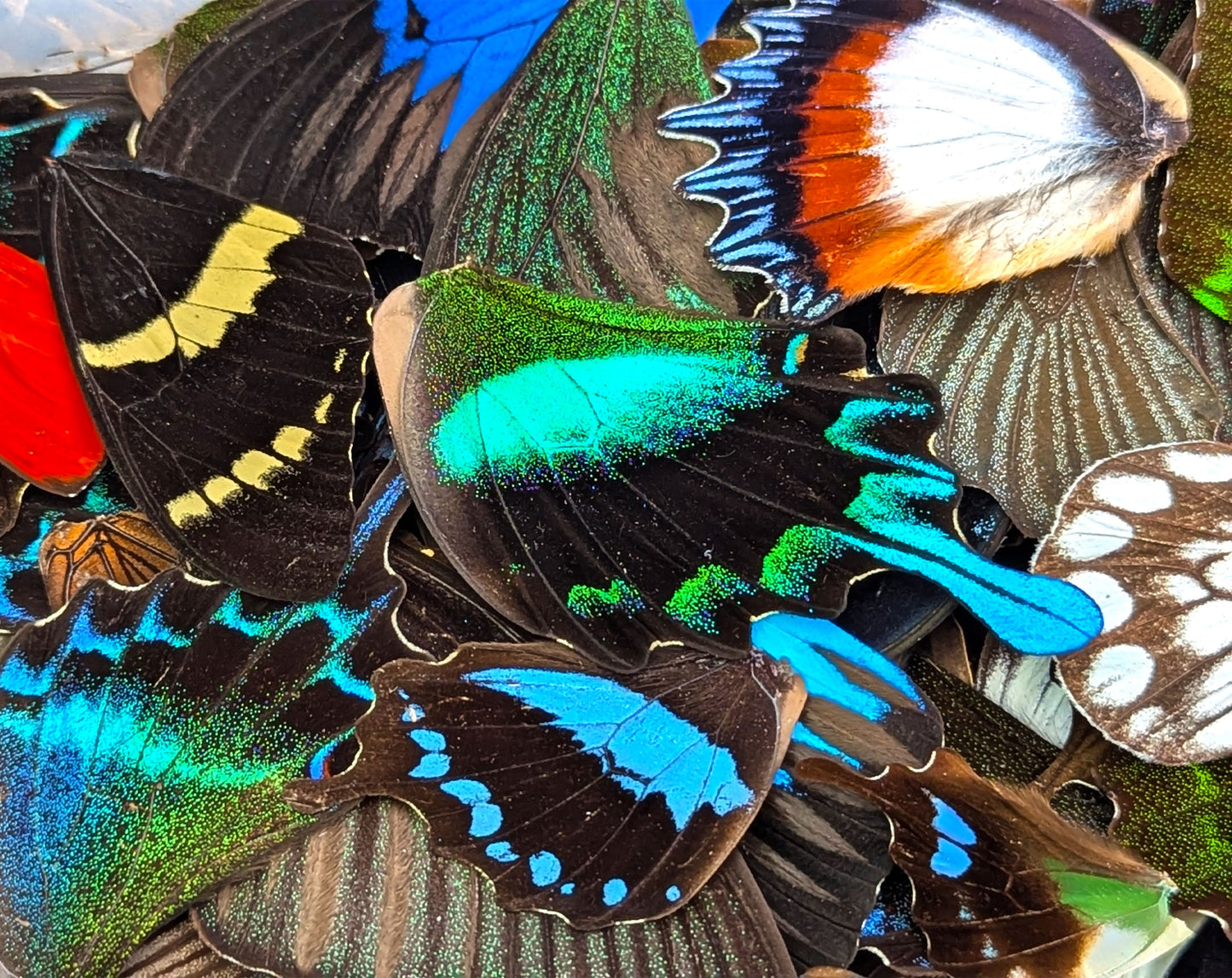 Lose Schmetterlingsflügel im Set