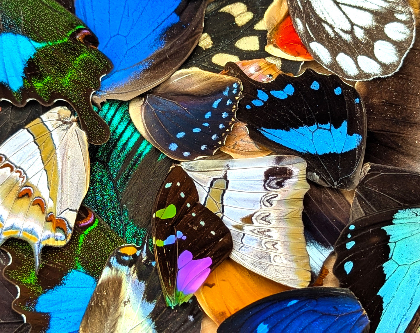 Lose Schmetterlingsflügel im Set