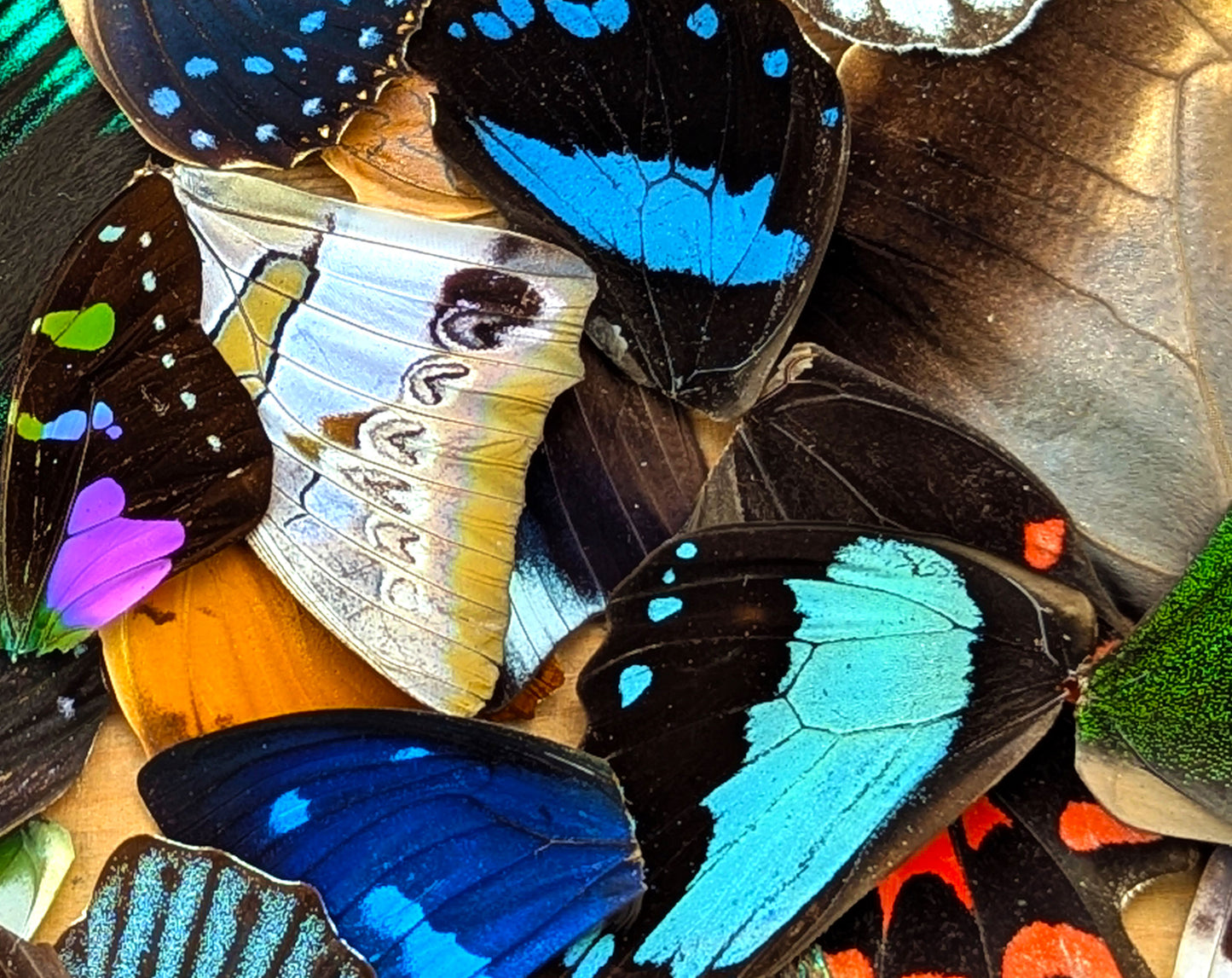 Lose Schmetterlingsflügel im Set