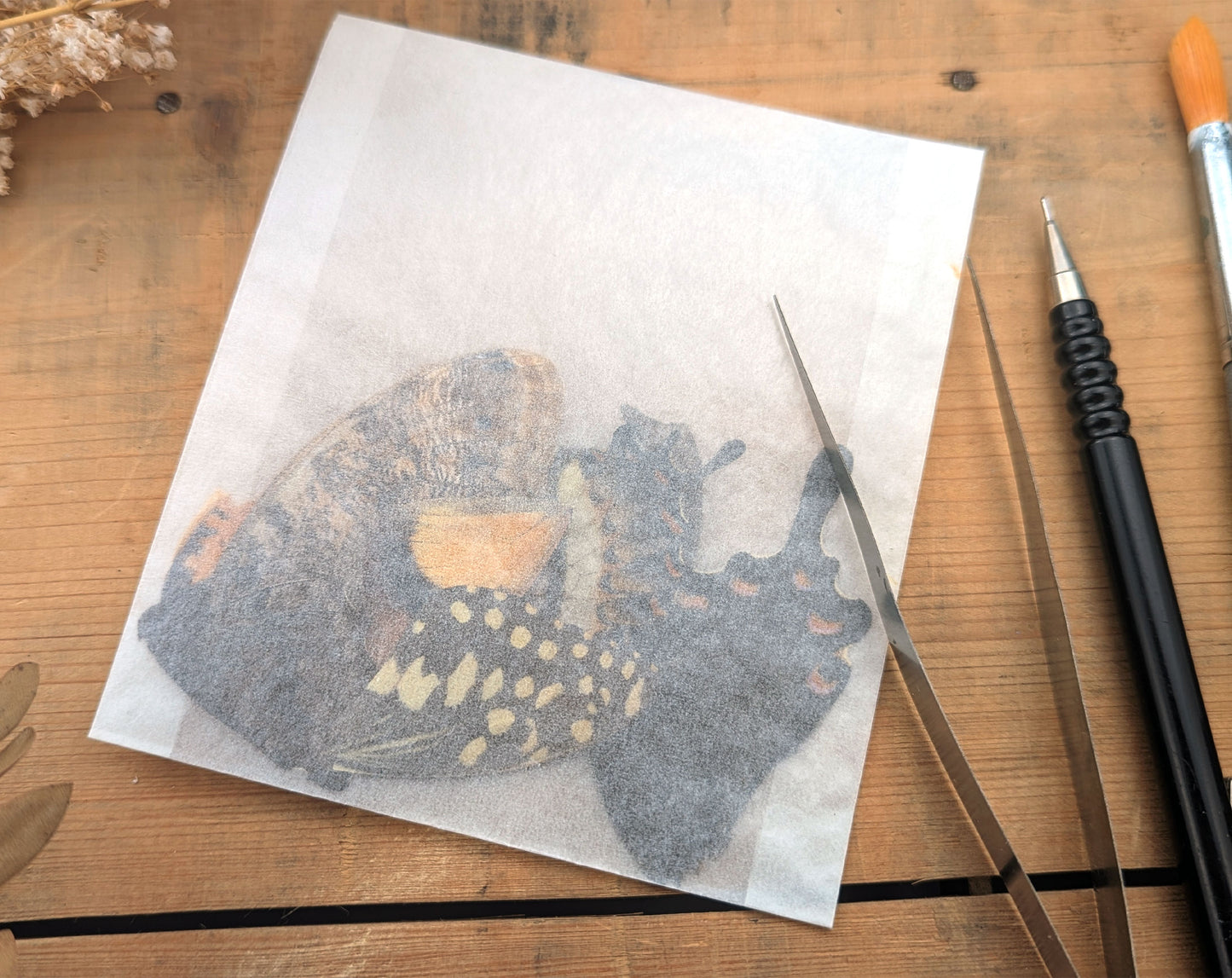 Lose Schmetterlingsflügel im Set A2