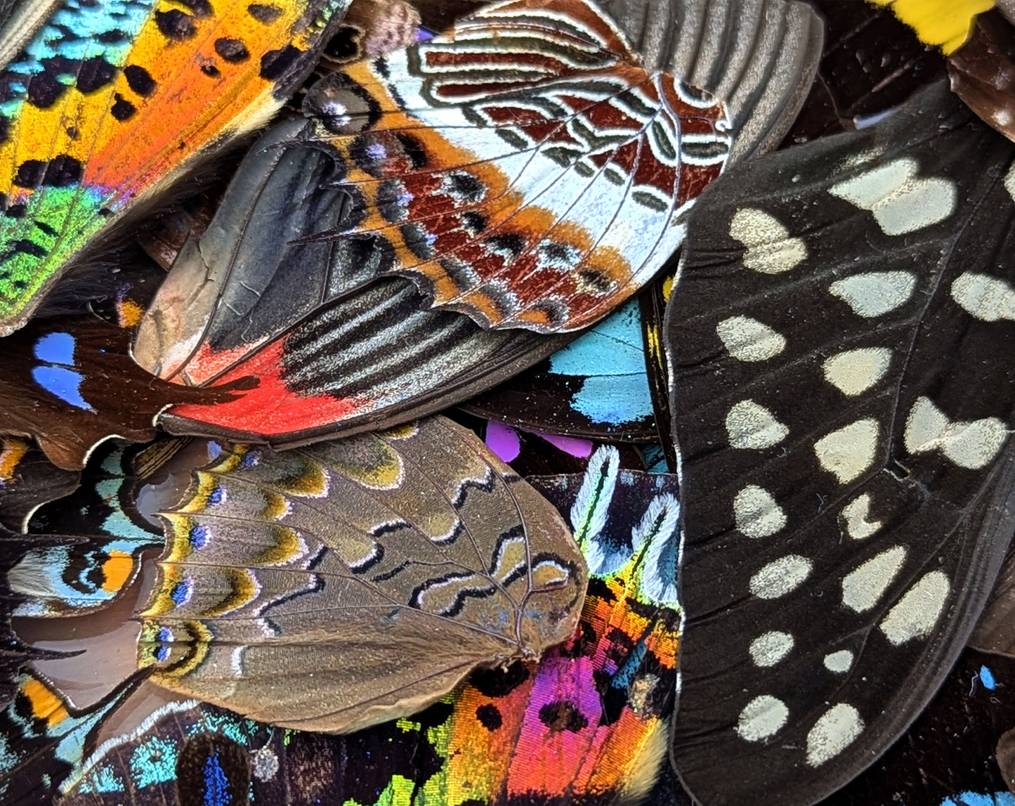 Lose Schmetterlingsflügel im Set A2