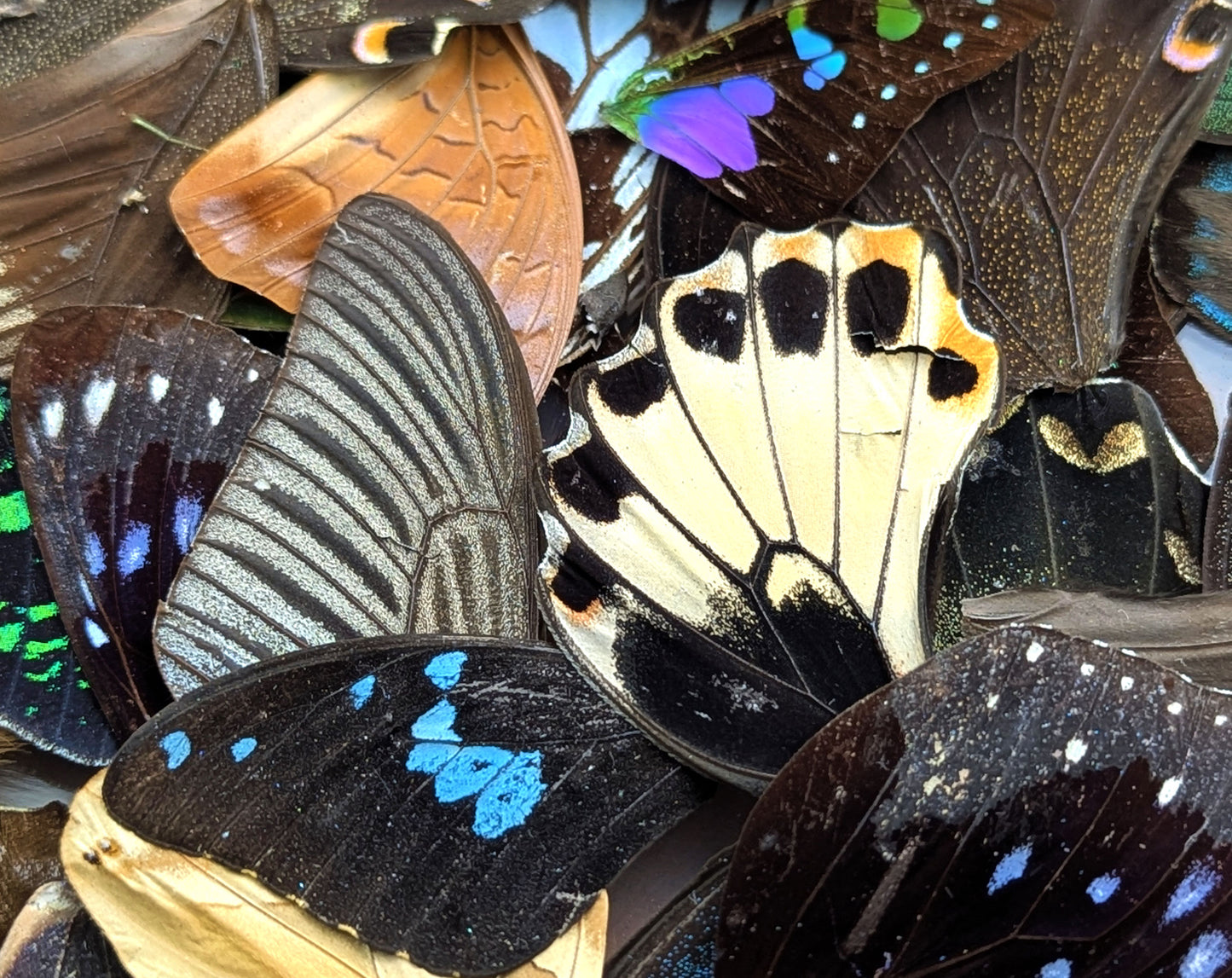 Lose Schmetterlingsflügel im Set A2