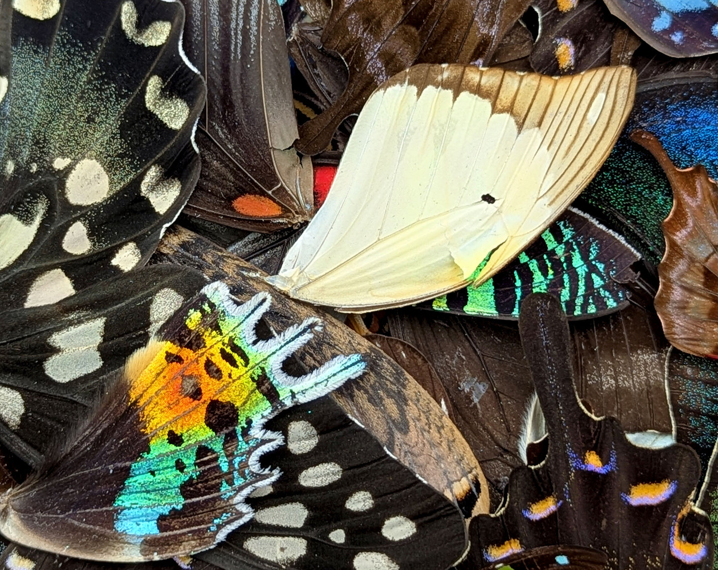 Lose Schmetterlingsflügel im Set A2