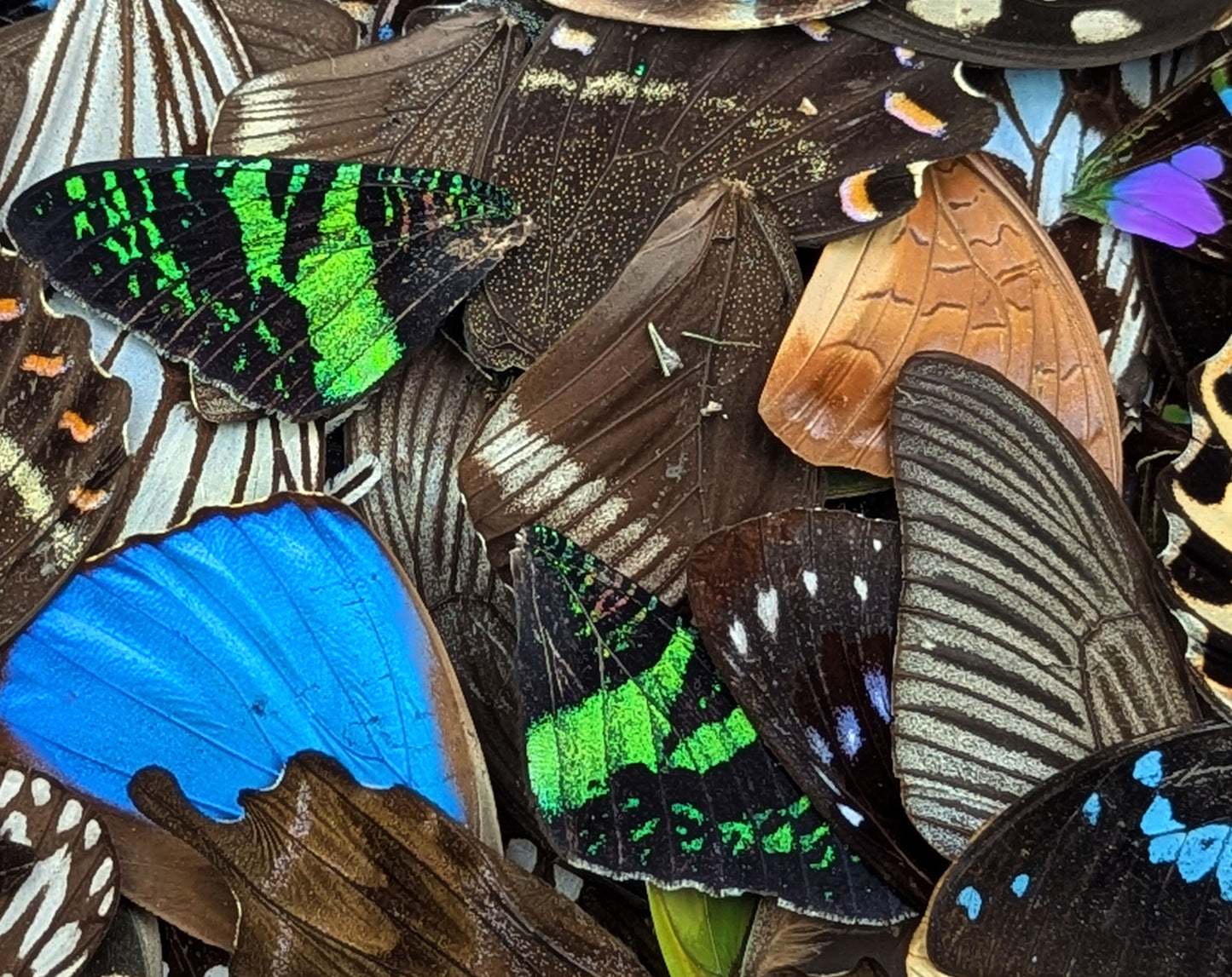 Lose Schmetterlingsflügel im Set A2