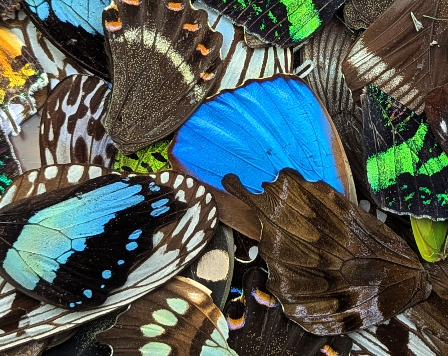 Lose Schmetterlingsflügel im Set A2