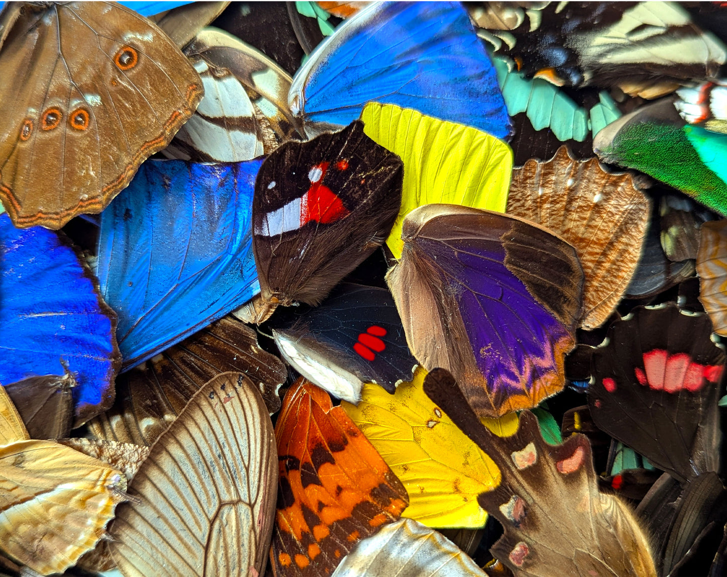 Lose Schmetterlingsflügel im Set A2