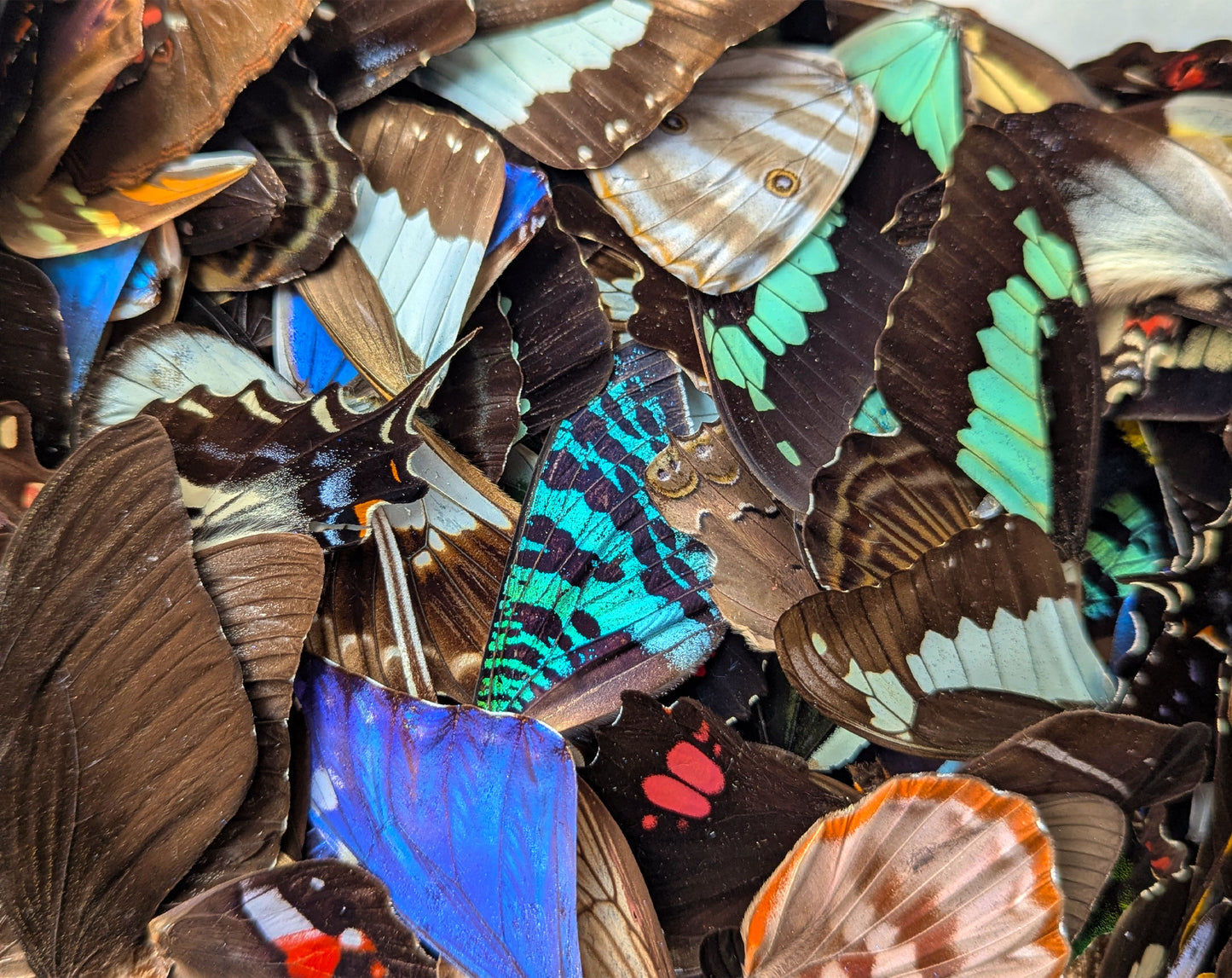 Lose Schmetterlingsflügel im Set A2