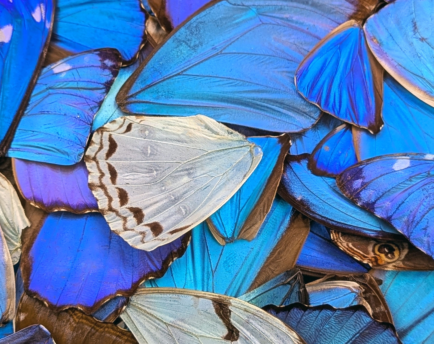 Morpho Schmetterlingsflügel im 10er Set