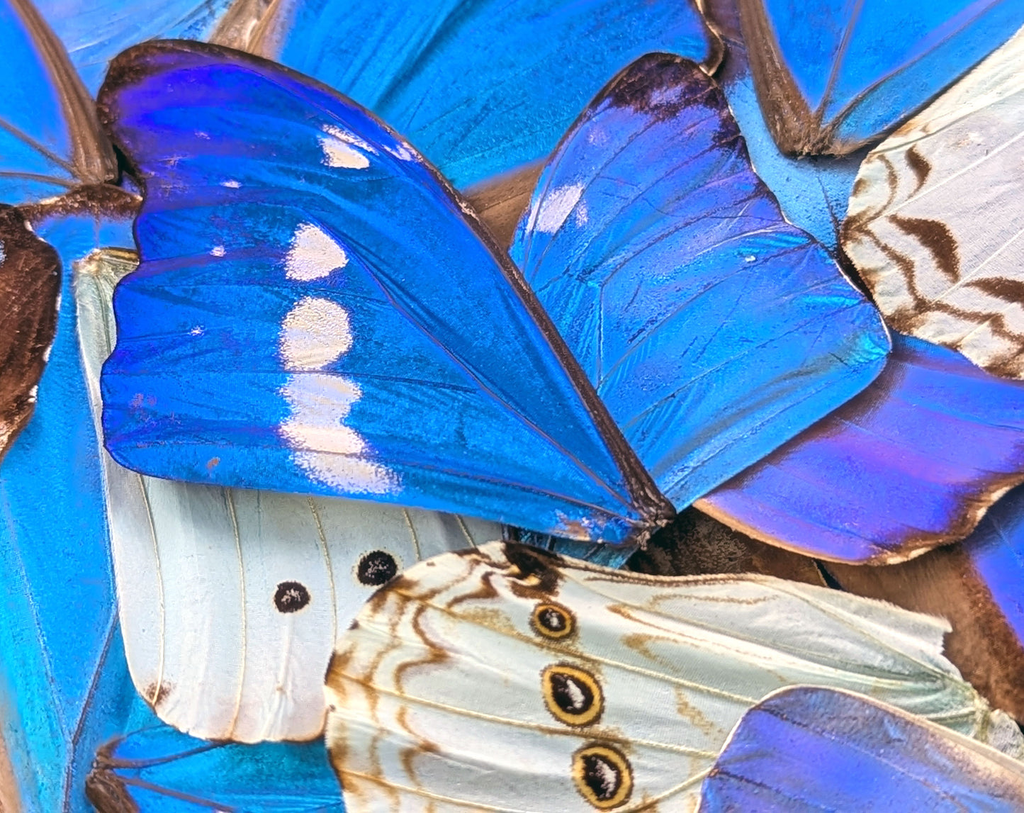 Morpho Schmetterlingsflügel im 10er Set