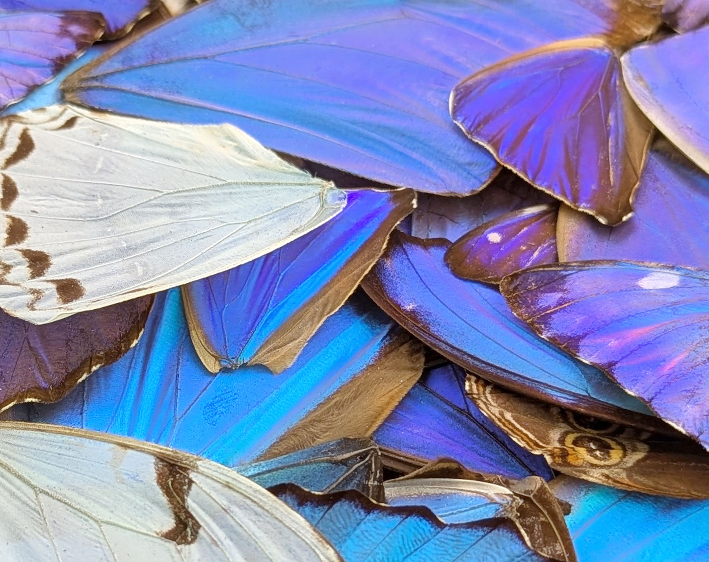 Morpho Schmetterlingsflügel im 10er Set