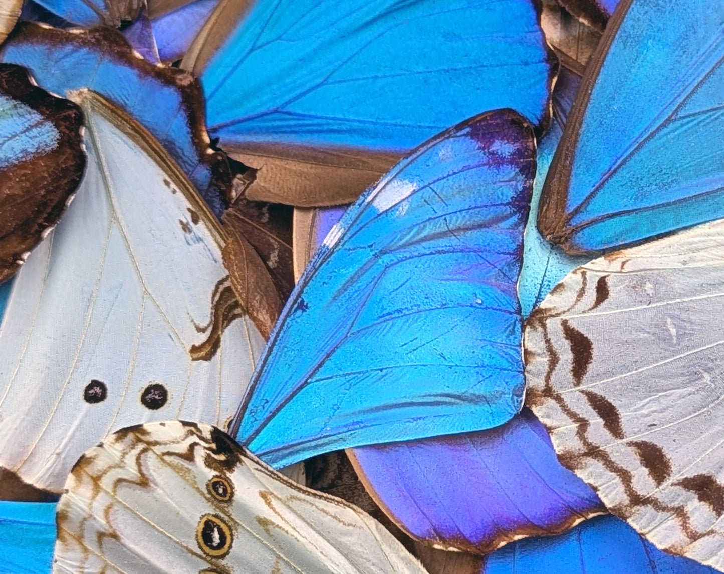 Morpho Schmetterlingsflügel im 10er Set