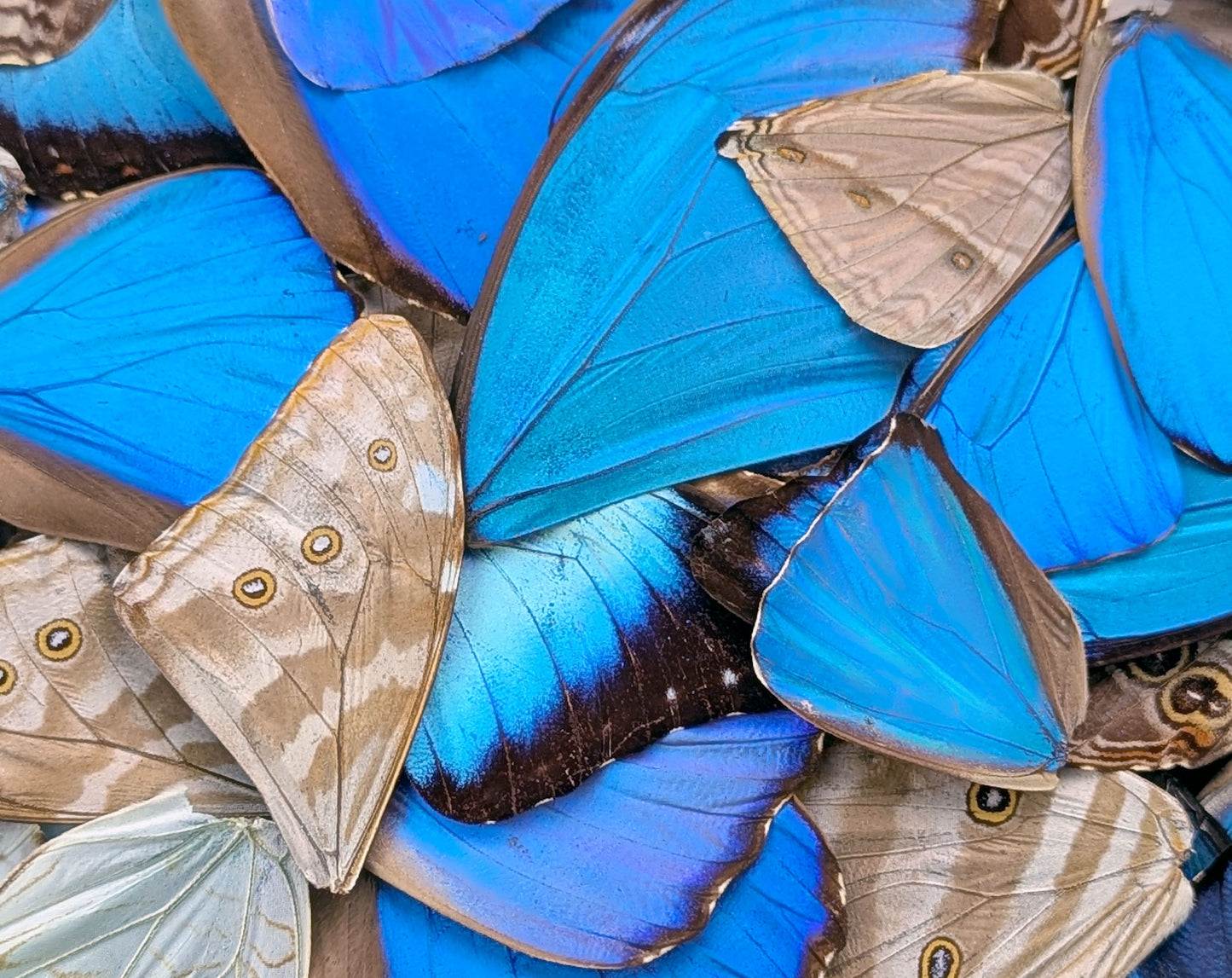 Morpho Schmetterlingsflügel im 10er Set