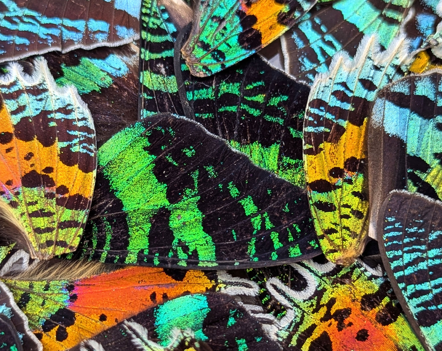 Urania ripheus Regenbogenfalter Flügel im Set