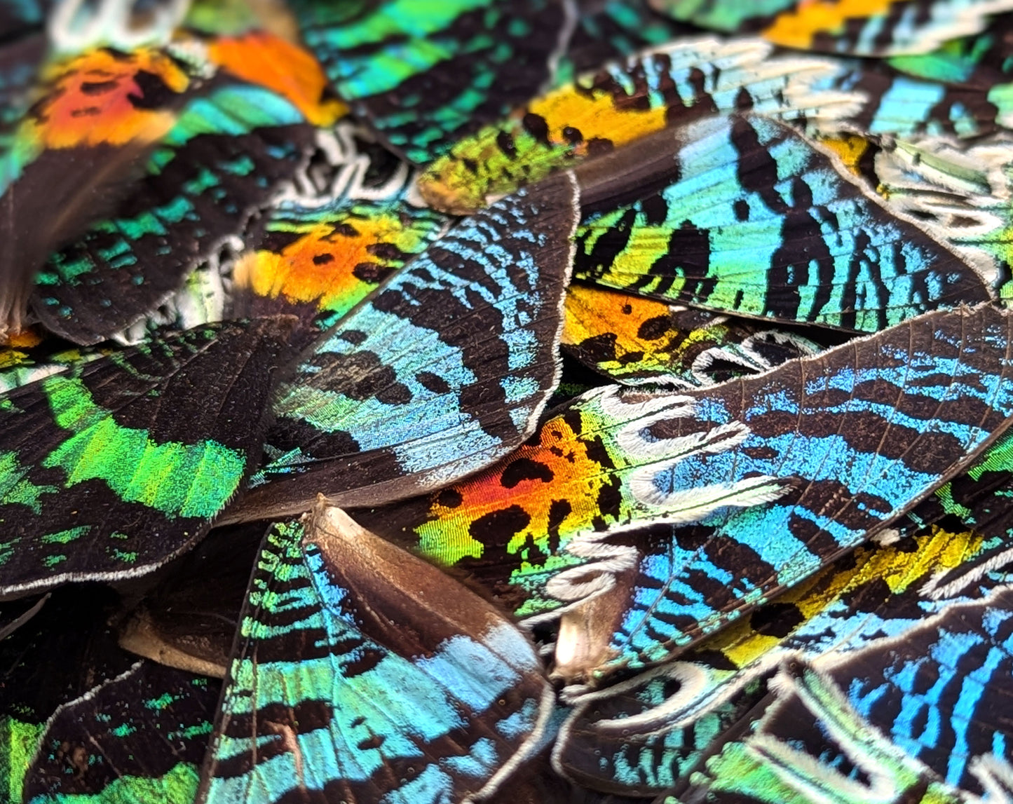 Urania ripheus Regenbogenfalter Flügel im Set