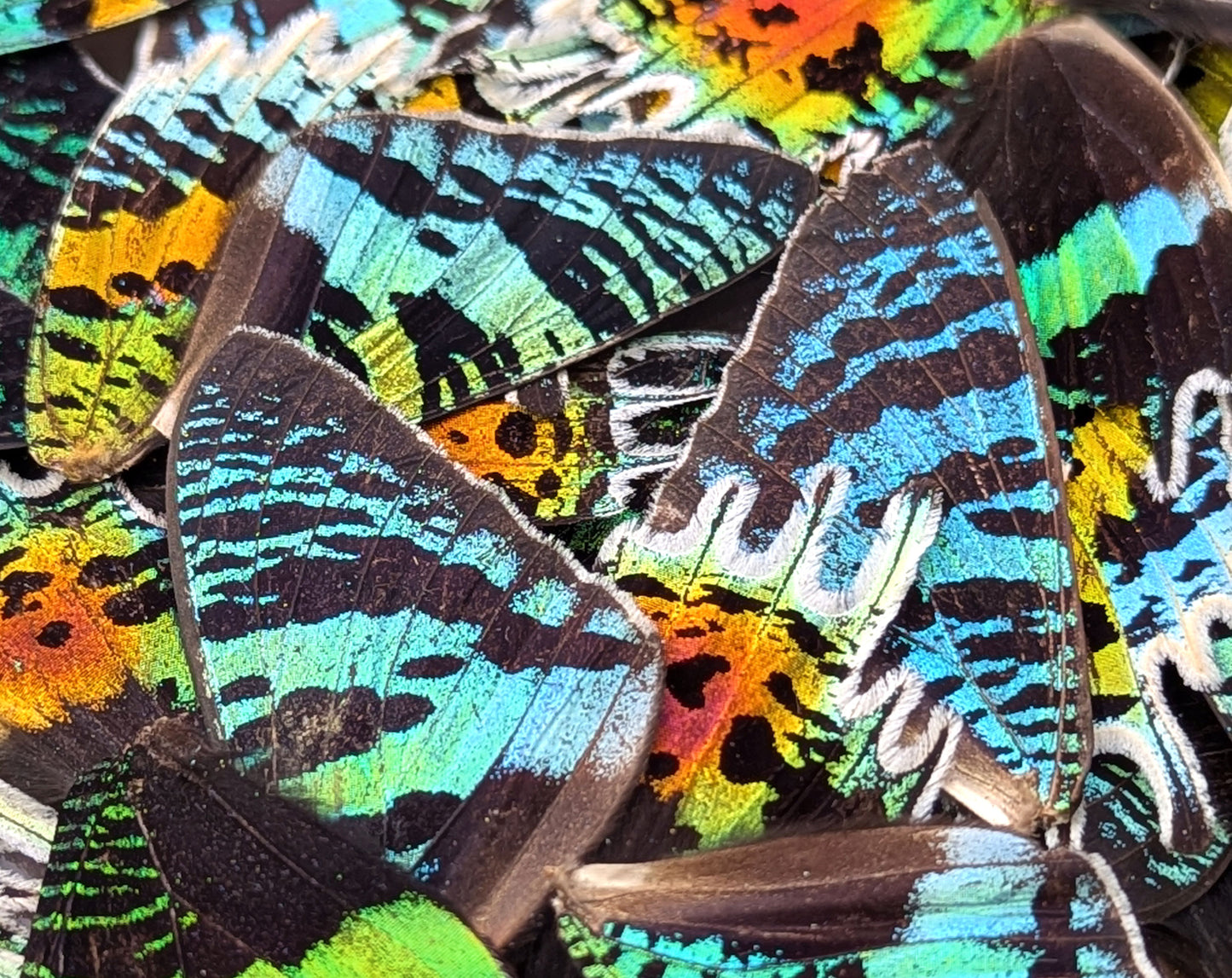 Urania ripheus Regenbogenfalter Flügel im Set