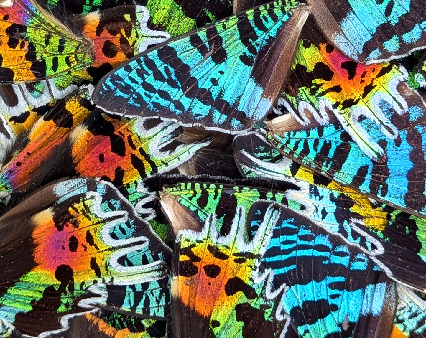 Urania ripheus Regenbogenfalter Flügel im Set