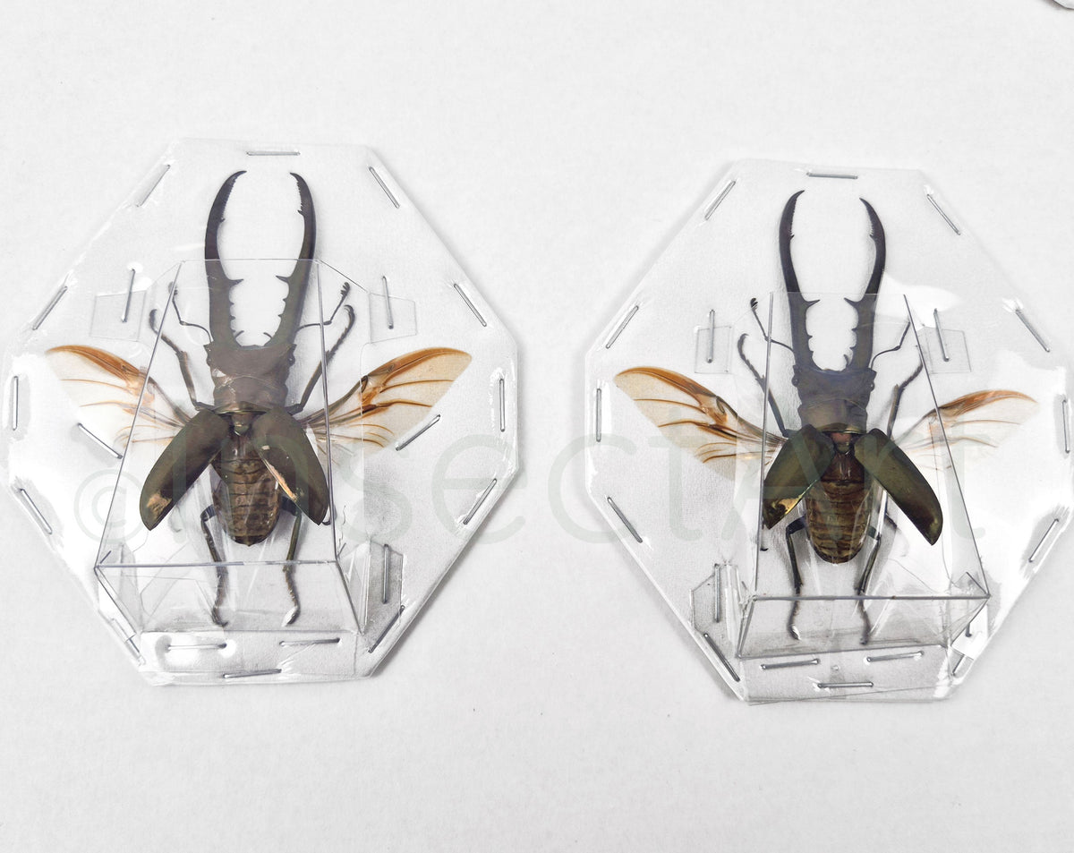 Two fully prepared A1 specimens of Cyclommatus metallifer from ...