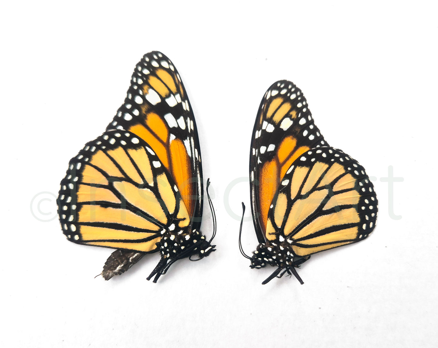 (5x) Danaus plexippus