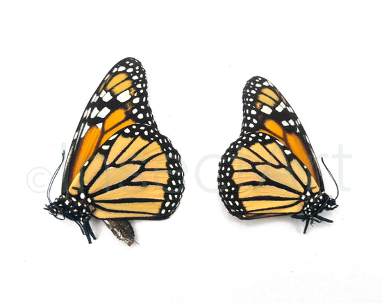 (2x) Danaus plexippus