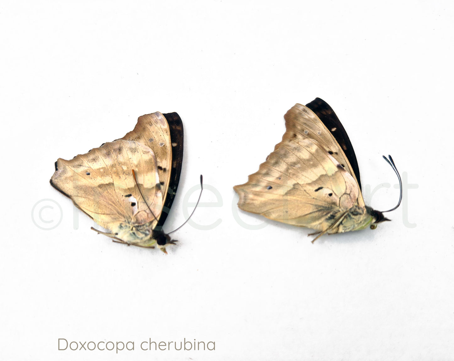 (2x) Doxocopa sylvatica